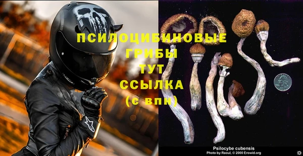 прущие грибы Абаза